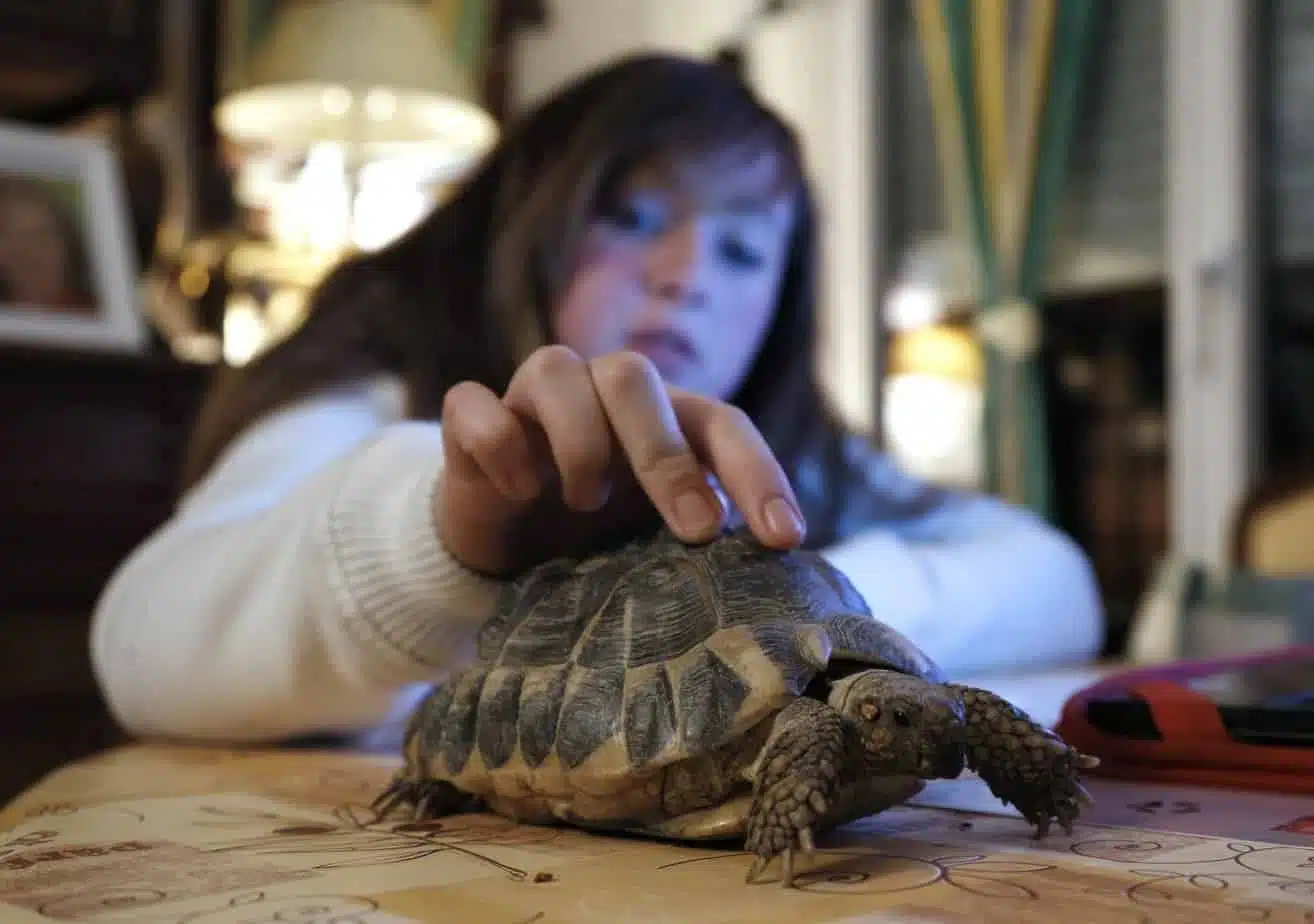 animaux acheter en animalerie