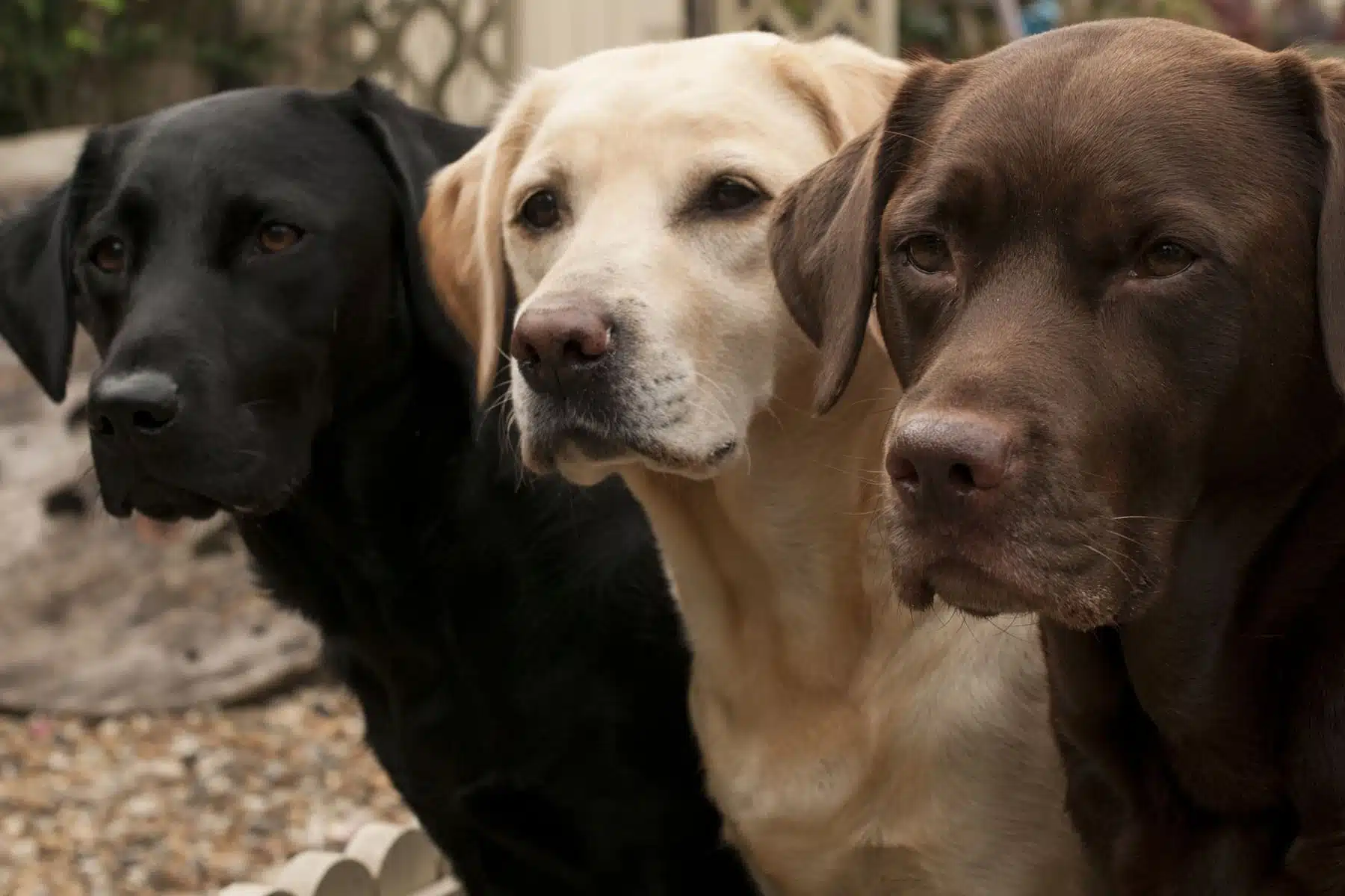 Reconnaître un chien LOF : Critères et importance