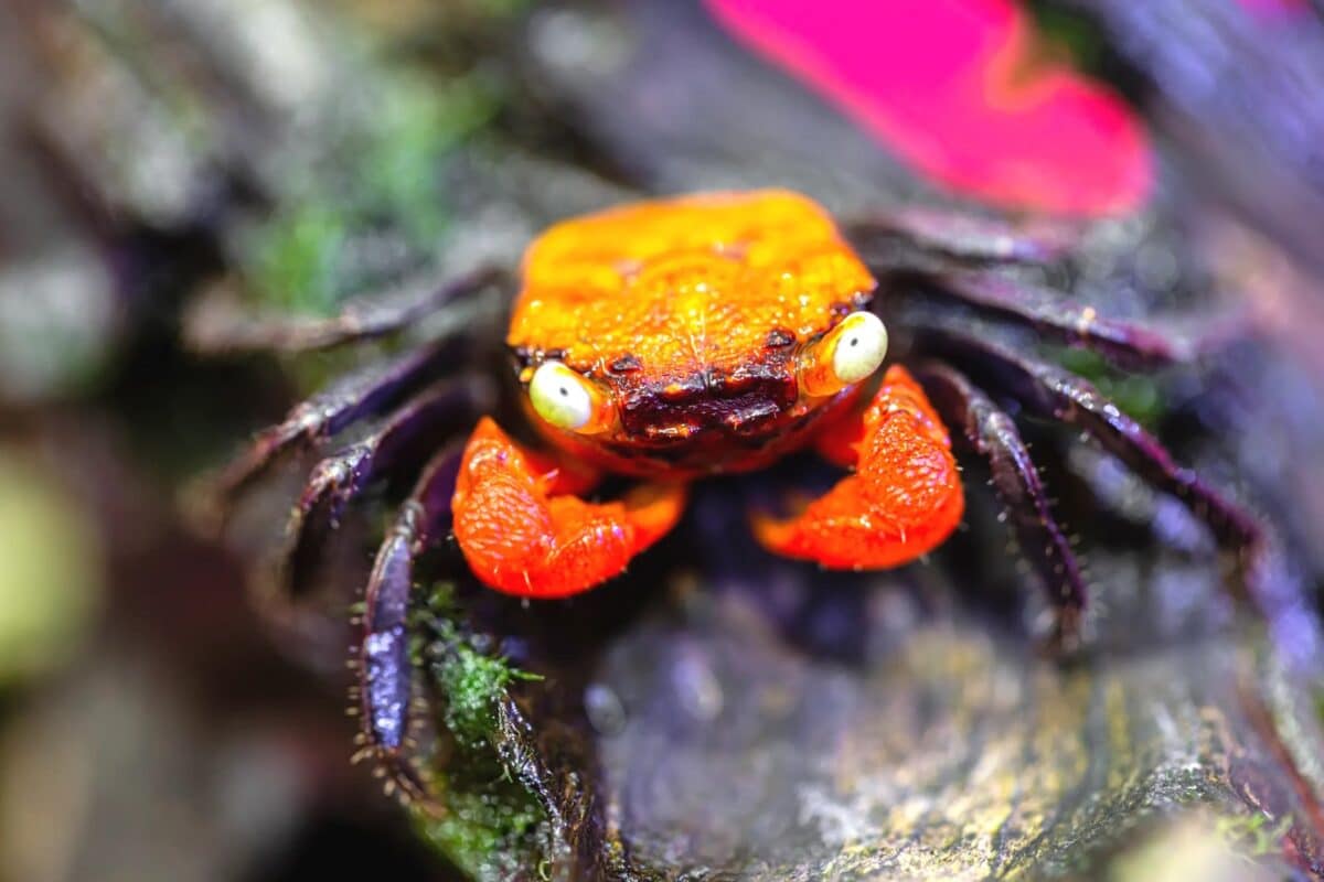 Rencontre avec le crabe vampire : un crustacé mystérieux