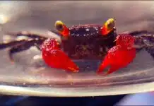 Rencontre avec le crabe vampire : un crustacé mystérieux
