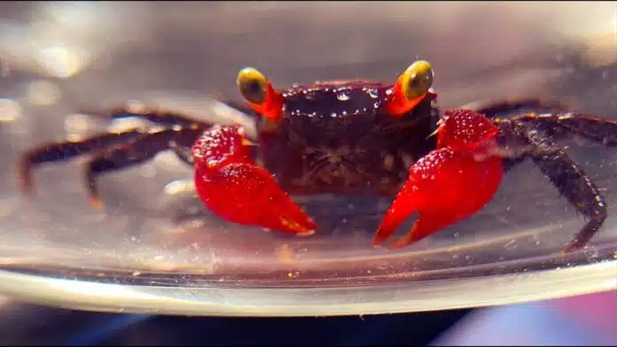 Rencontre avec le crabe vampire : un crustacé mystérieux