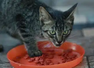 Sélection des meilleures croquettes pour chats stérilisés en 2024 Sélection des meilleures croquettes pour chats stérilisés en 2024