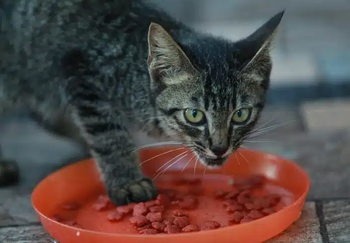 Sélection des meilleures croquettes pour chats stérilisés en 2024