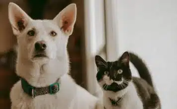 Animaux à adopter : vous pouvez avoir un chien et un chat en même temps ?