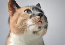 Adoptez les croquettes idéales pour votre félin préféré !