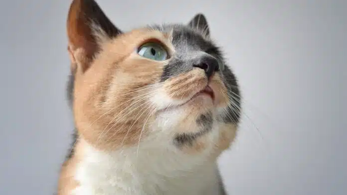 Adoptez les croquettes idéales pour votre félin préféré !