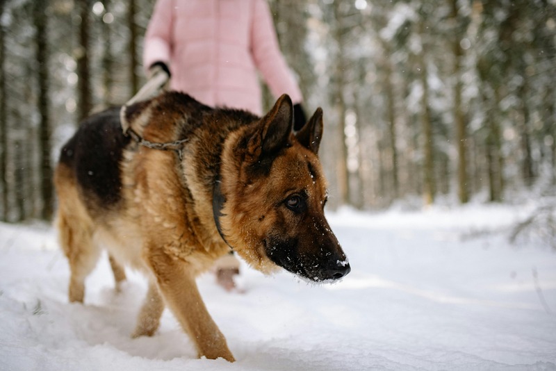 berger allemand en promenade