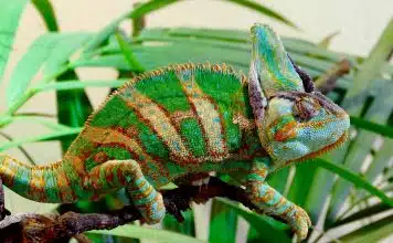 Quel reptile peut changer de couleur ?
