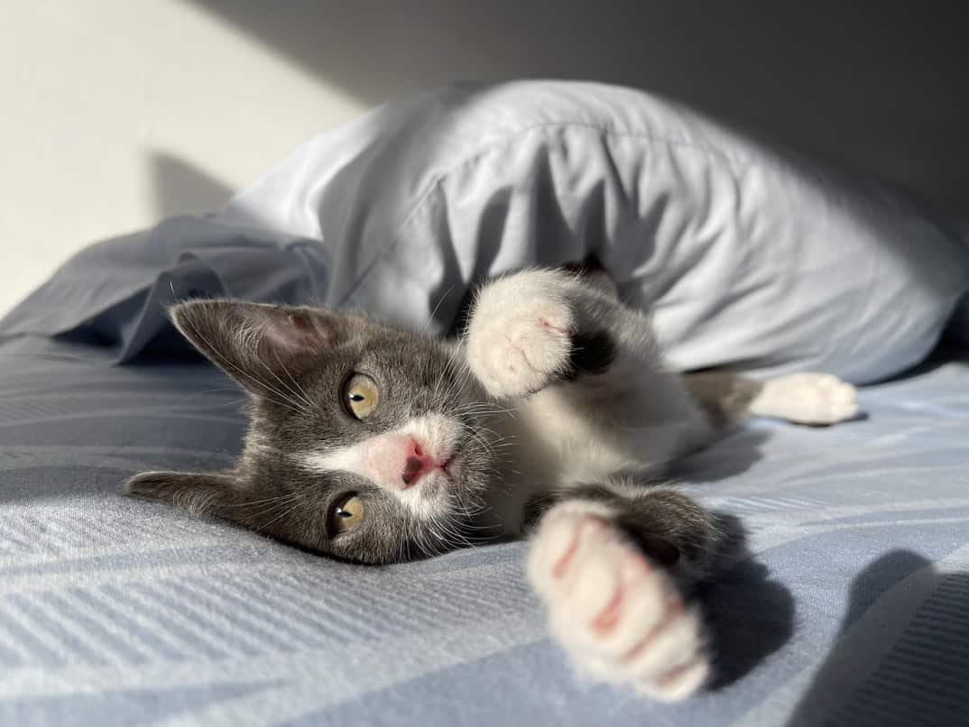 Pourquoi Mon Chat Tousse Et Ronfle Animal News