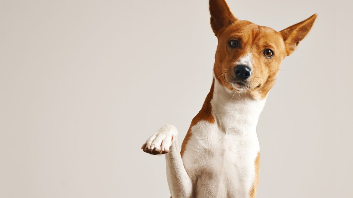 Comment choisir le meilleur nom pour son chien ?