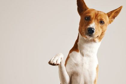 Comment choisir le meilleur nom pour son chien ?