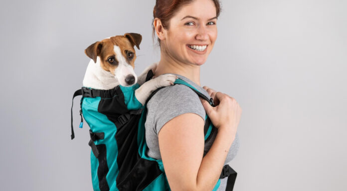 Comment choisir le sac de transport idéal pour votre chien ?