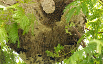 Comment gérer efficacement l’enlèvement de nids de guêpes et de frelons en Savoie ? Comment gérer efficacement l'enlèvement de nids de guêpes et de frelons en Savoie ?
