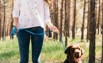 Comment le dog sitting contribue au bien-être mental et physique des chiens ? Comment le dog sitting contribue au bien-être mental et physique des chiens ?