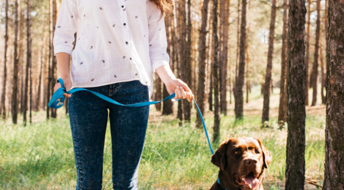 Comment le dog sitting contribue au bien-être mental et physique des chiens ?