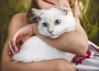 Adopter un chat : engagement dans une relation durable