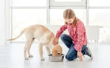 Les croquettes pour chiens : une alimentation saine et équilibrée