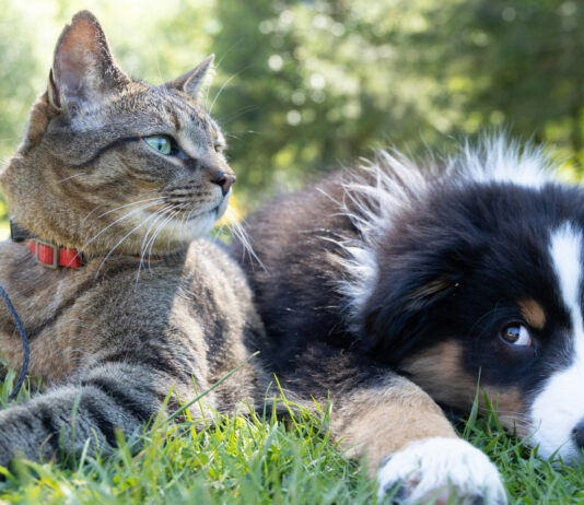 Devez-vous souscrire une assurance animaux ? Devez-vous souscrire une assurance animaux ?