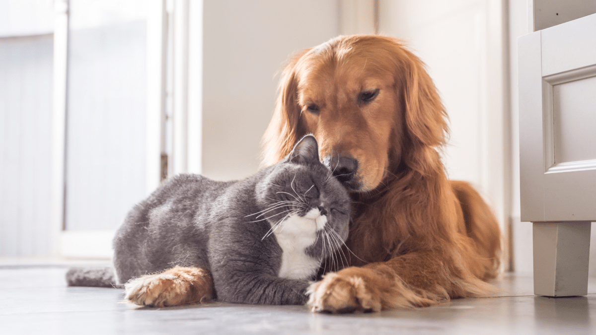 Produits naturels pour la santé des animaux par Labo Demeter