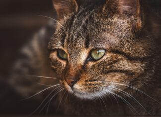 Comment se débarrasser des puces de chat ?