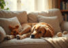 Golden retriever allongé sur un canapé confortable