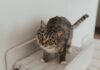 kit essentiel pour un nouveau propriétaire de chat 1