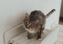kit essentiel pour un nouveau propriétaire de chat 1