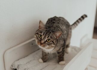 Le kit essentiel pour un nouveau propriétaire de chat kit essentiel pour un nouveau propriétaire de chat 1