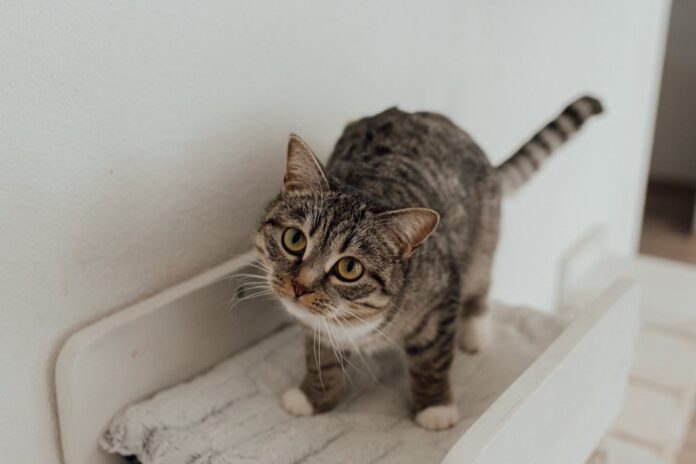 kit essentiel pour un nouveau propriétaire de chat 1