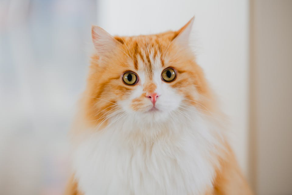 kit essentiel pour un nouveau propriétaire de chat 3