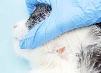 Tout ce qu’il faut savoir sur la teigne du chat teigne chat