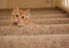 l'épanouissement de votre chat 1