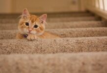 l'épanouissement de votre chat 1