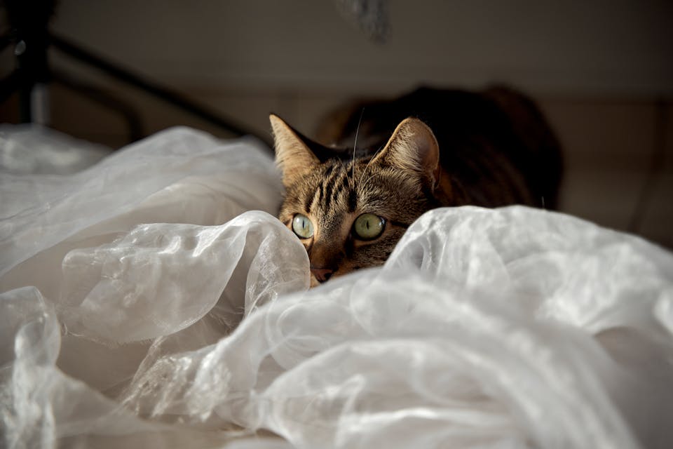 l'épanouissement de votre chat 2