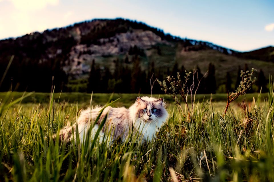 l'épanouissement de votre chat 3