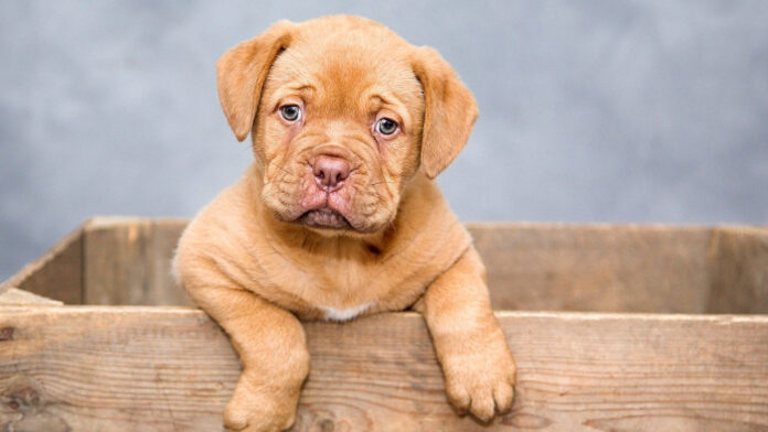 Pourquoi posséder une assurance pour son chien fait la différence ?