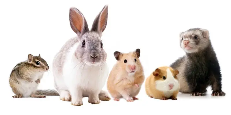 Adopt Me! Into The Sea - Multipack De 6 Animaux Mystères à Éclore - Inclut Code Virtuel Exclusif Pour Le Jeu