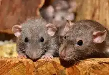 Quels sont les signes d'une infestation de rats ?