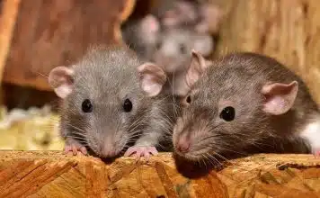 Quels sont les signes d’une infestation de rats ? Quels sont les signes d'une infestation de rats ?