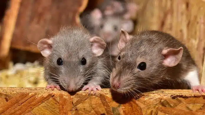 Quels sont les signes d'une infestation de rats ?