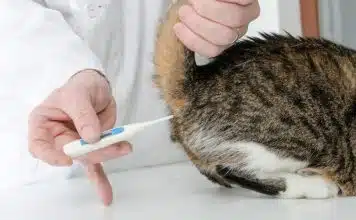 Comment savoir si le chat a de la fièvre ?
