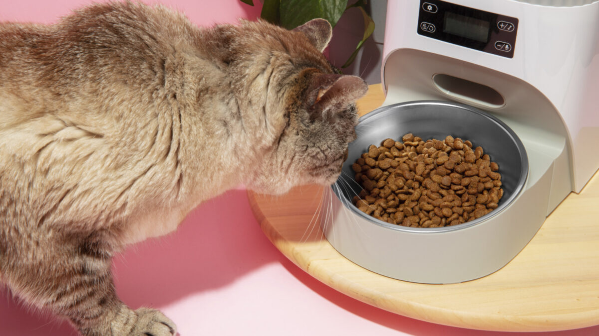 Top 4 des abonnements croquettes pour chat au meilleur rapport qualité/prix