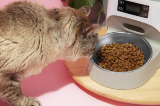 Top 4 des abonnements croquettes pour chat au meilleur rapport qualité/prix