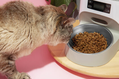 Top 4 des abonnements croquettes pour chat au meilleur rapport qualité/prix