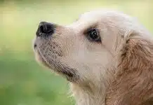 Tout savoir sur le Parvovirose canin
