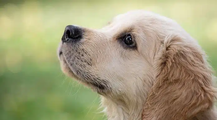 Tout savoir sur le Parvovirose canin