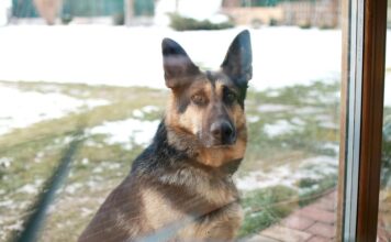 Comment maintenir un berger allemand en forme et en bonne santé