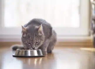 3 essentiels pour la santé de votre chat